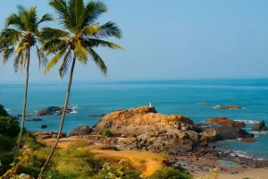 candolim beach in north goa with shoreline and 2 palm trees