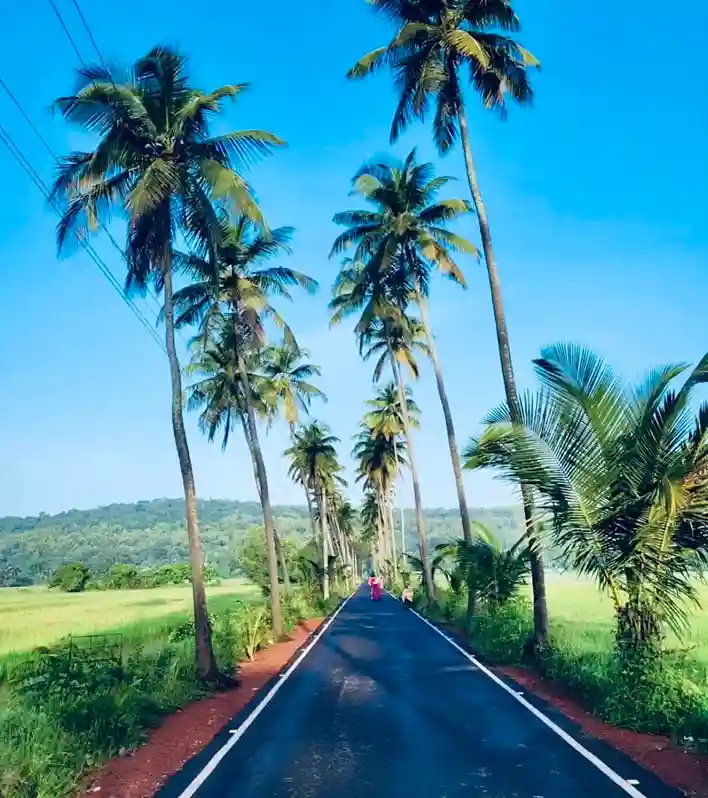 coconut tree road in parra north goa